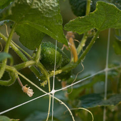 Hortonova Trellis (6 1/2' x 3280' Roll)