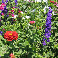 Hummingbird Garden Wildflower Mix (pack)