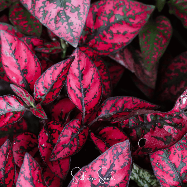 Splash Select Red Hypoestes – 25 Seeds