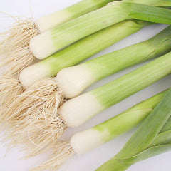 American Flag Leek Seeds (Organic)