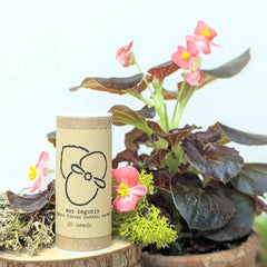 "Indoor Blooms" Seed Collection