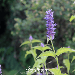 Korean Mint – 50 Seeds