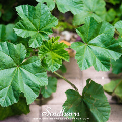 Lady’s Mantle – 50 Seeds