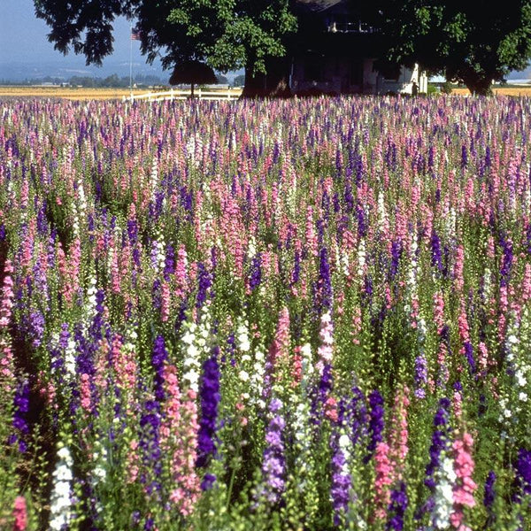 Larkspur Mix (1/4 lb)