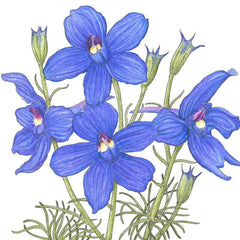 Larkspur Mix (1/4 lb)