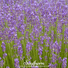 Munstead Lavender – 50 Seeds