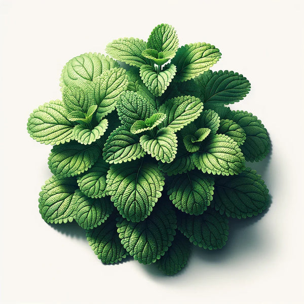 Lemon Balm (4x)