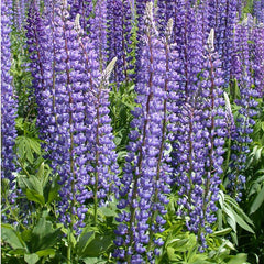 Lupine, Arroyo Blue (pack)