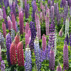 Russell Lupine Seed Pack