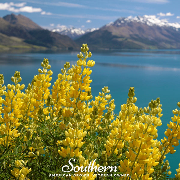 Yellow Lupine – 50 Seeds