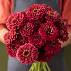 Meteor Zinnia – 100 Seeds