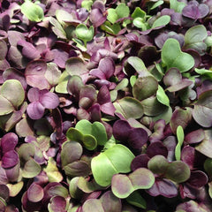 Confetti Radish Microgreen – 10 grams