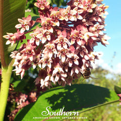 Common Milkweed – 50 Seeds