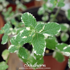 Pineapple Mint – 25 Seeds