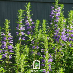 Dragonhead Moldavian Balm – 50 Seeds