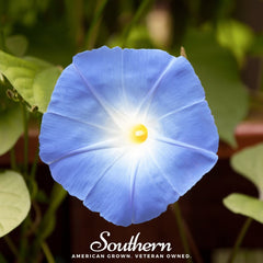 Heavenly Blue Morning Glory – 50 Seeds