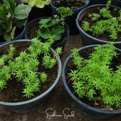 Red Moss Rose – 250 Seeds