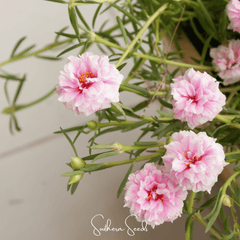 White Moss Rose – 250 Seeds