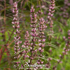 Motherwort – 50 Seeds