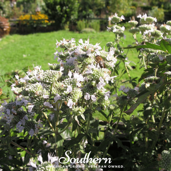 Mountain Mint – 100 Seeds
