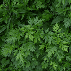 Mugwort – 200 Seeds
