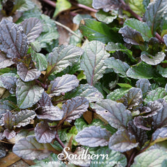 Osaka Purple Mustard – 100 Seeds
