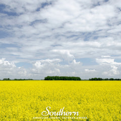 Yellow Mustard – 200 Seeds