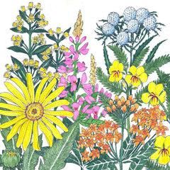 North American Clay Soil-Loving Native Wildflower Mix (lb)