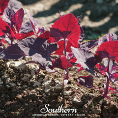 Ruby Red Orach – 25 Seeds