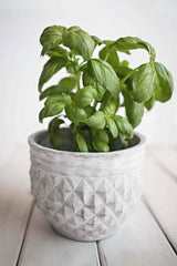 Organic Basil Seeds