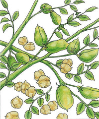Garbanzo Golden Dragon Bush Bean Seeds (Organic)
