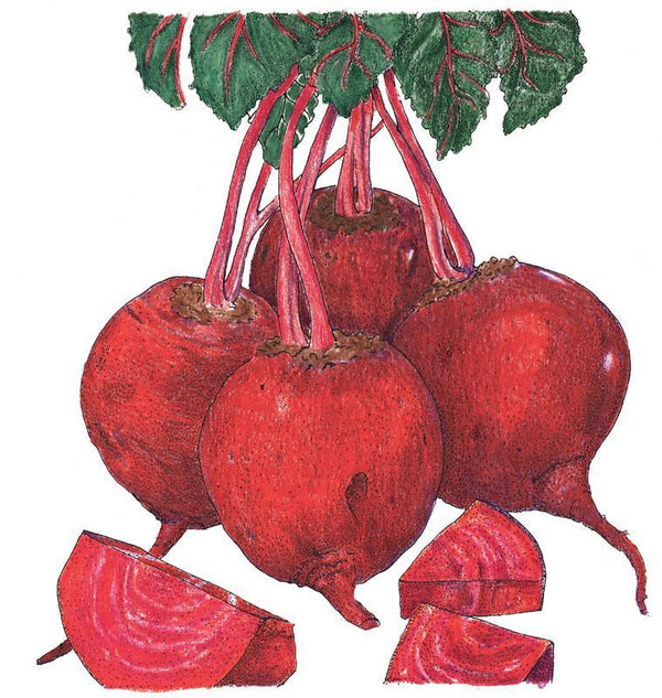 Detroit Dark Red Beet Seeds (Organic)