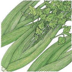 Tall Utah Celery Seeds (Organic)