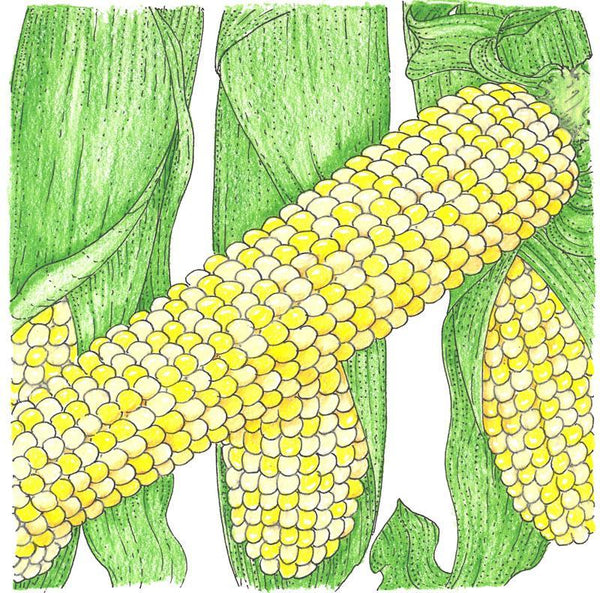 Double Standard Corn Seeds (Organic)