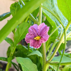 Organic Eggplant Seeds