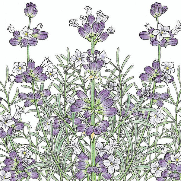 English-Vera Lavender Seeds (Organic)