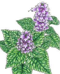 Korean Licorice Mint Seeds (Organic)