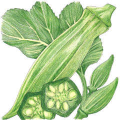 Clemson Spineless 80 Okra Seeds (Organic)