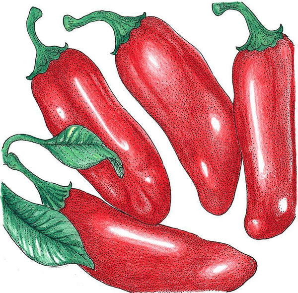 Hot Jalapeno Early Pepper Seeds (Organic)