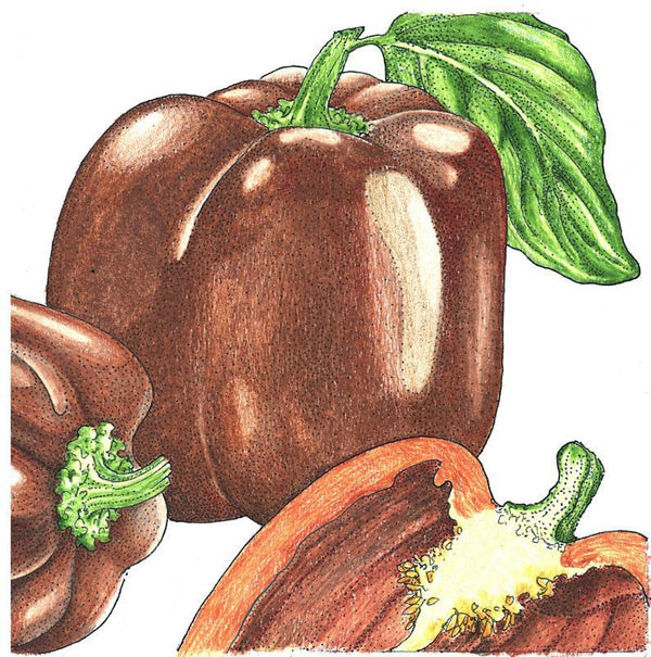 Chocolate Sweet Pepper Seeds (Organic)