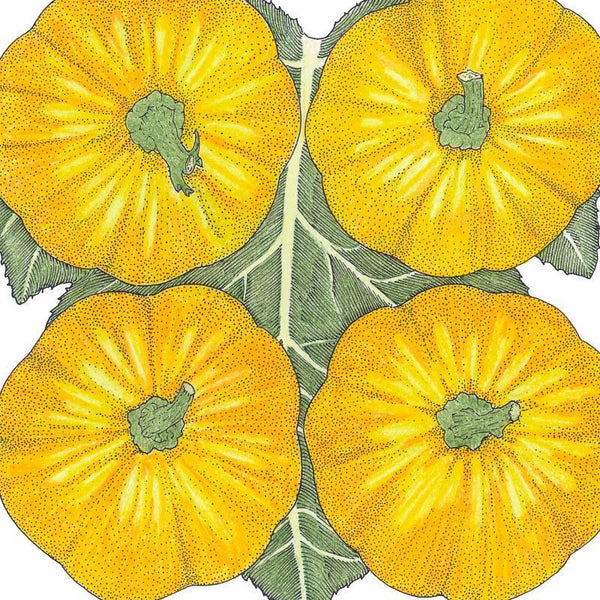 Jack Be Little Pumpkin Seeds (Organic)