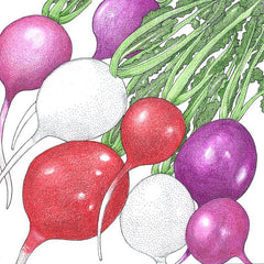 Easter Egg Mix Radish Seeds (Organic)
