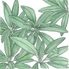 Sage Seeds (Organic)