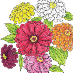 California Giants Zinnia Seeds (Organic)