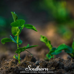 Sugar Snap Peas – 20 Seeds