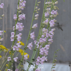 Palmer Penstemon – 100 Seeds