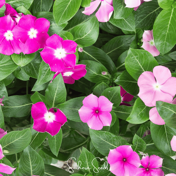 Mix Periwinkle– 100 Seeds