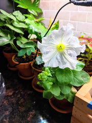 Petunia Seeds