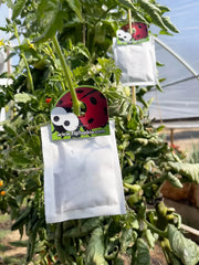 Phytoseiulus persimilis Prevention Sachets