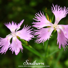 Fringed Pinks – 200 Seeds